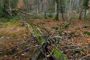 Abgestorbene Bäume im Nationalpark Bayerischer Wald: Vor 50 Jahren wurde der Nationalpark Bayerischer Wald gegründet  - seitdem darf sich dort neue Wildnis entwickeln.
