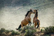 Mustangs leben frei in vielen Bundesstaaten im Südwesten der USA. Ein dominanter Hengst führt die Herden von bis zu 20 Stuten und Fohlen an. Treffen zwei Leithengste aufeinander, kann es zu heftigen Kämpfen um Weibchen oder Wasserstellen kommen.