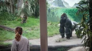 Keeper looking at gorilla on exhibit.