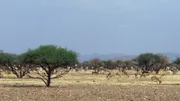Eine Mhorrgazellenherde in Afrika. Bis vor 16 Jahren war diese größte Gazellenart auf dem Kontinent ausgestorben.
