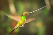 Ein Schwertschnabelkolibri im Nebelwald von Ecuador. Diese Kolibris sind die einzigen Vögel, bei denen der Schnabel länger als der Körper ist. Dank dieser Anpassung können sie Nektar aus sehr tiefen Blütenkelchen naschen.  in Verbindung mit der Sendung bei Nennung ZDF/Tom Hugh-Jones