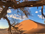 Im Sossusvlei haben sich vor ca. 5 Millionen Jahren in einem ehemaligen lehmigen, ausgetrockneten Flussbett Dünen gebildet. Es ist bis heute eine der spektakulärsten Landschaften Namibias. Wegen der spärlichen Regenfälle in der Region schaffen es nur wenige Bäume zu überleben.