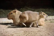 Auf der Südamerika-Anlage im Zoo herrscht große Aufregung: Die Wasserschweinkinder von Mama Lucia erobern das Außengehege.