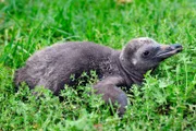 Im Tierpark Berlin wird der junge Humboldt-Pinguin Maipo für eine Federentnahme aus dem Nest geholt: Die Federprobe soll Gewissheit geben über sein Geschlecht.