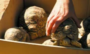 Auf zum fröhlichen Schildkrötensammeln - sie sollen umziehen.