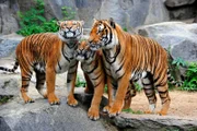 Die hinterindische Tigerfamilie lässt sich von den Bauarbeiten am Alfred-Brehm-Haus im Tierpark Berlin nicht stören.
