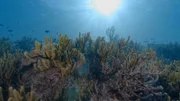 Die einzigartigen Riffe im Korallendreieck sind durch Meeresverschmutzung bedroht.