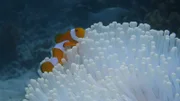 Alle Arten der bunten Anemonenfische sind immun gegen das Gift der Seeanemonen.