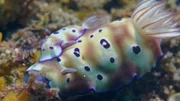 Nacktschnecken am Meeresboden überraschen mit ungewöhnlicher Farbenpracht.