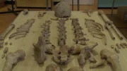 Das in Lewes ausgegrabene Skelett wird untersucht um herauszufinden, aus welcher Zeit die Knochen stammen.