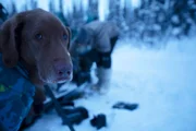 Java, der Hund, beobachtet Johnny Rolfe während der Wintersaison bei der Arbeit. (National Geographic für Disney/Jensen Walker)