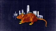 graphic of a rat