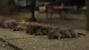 Rats on the street