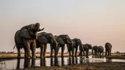 Eine Herde Elefanten trinkt von einem kleinen Flusslauf.