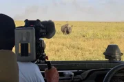 Filmaufnahmen in der Serengeti in Tansania. Auf allen Kontinenten haben Forschende während der Pandemie unerwartetes Tierverhalten beobachtet.