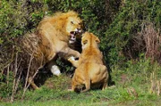 Eine Löwin möchte Oloborr vom Versteck ihrer Jungen fernhalten. Nach Rudelübernahmen sind die Weibchen oft nervös, wenn die neuen Revierlöwen sich ihren Jungen nähern.