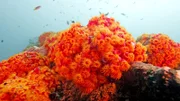 Korallen bieten unzähligen Tierarten Lebensraum und Nahrung. Es gibt sie in den unterschiedlichsten Formen und Farben.