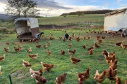 Der Handel mit Bio-Eiern ist ein Standbein des Bio-Bauernhofs von Ute Kelmendi in Hessen.  +++