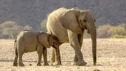 Afrikanische Elefanten zählen ebenso zu den Giganten Afrikas. Sie können bis zu sechstausend Kilogramm an Gewicht erreichen – bei einer maximalen Schulterhöhe von etwa 3,5 Meter. Die Weibchen (im Foto mit Kalb) bleiben im Durchschnitt etwas kleiner.