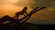 Während die Sonne aufgeht, schaut einer von Siennas Jungen auf den Rest des Löwenclans.