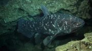 Coelacanth Profile