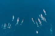 Narwale sind die nördlichsten Wale der Welt – Gruppen in dieser Größe zu filmen erfordert neben Ausdauer auch jede Menge Glück!