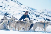 Der deutsche Tierfilmer Lars Pfeiffer freundet sich bei Ilulissat mit seinen Schlittenhunden an.