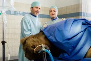 Dr. Gregersen (Tobias Hoesl, l.) und Tierärztin Dr. Mertens (Elisabeth Lanz, r.) haben dem Braunbären Osmo erfolgreich Gold implantieren und so das Leben des Tieres retten können.