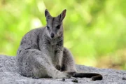 Ein Känguru sitzt auf einem Felsen.