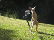 Ein Känguru wird auf der Wiese gefilmt.