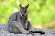 ARD/BR PAULA UND DIE WILDEN TIERE, "Hüpfen wie ein Känguru", am Samstag (18.04.15) um 07:10 Uhr im ERSTEN. Ein Känguru sitzt auf einem Felsen.