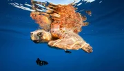 Beim Schnorcheln auf den Kanaren begegnet man mit etwas Glück großen Meeresschildkröten wie etwa der Unechten Karettschildkröte.