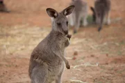 Eastern grey kangaroo joey.