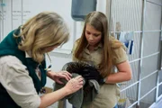 Bindi Irwin in animal clinic with porcupine.