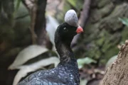 Photo of a helmeted curassow.