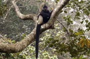 Die Cat-Ba-Languren sind überwiegend Baumbewohner und verbringen einen Großteil ihres Lebens in den dichten Wäldern der Insel, wo sie geschickt von Ast zu Ast springen.