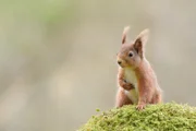 schottisches Eichhörnchen.