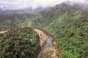 Der dichte Bergregenwald im Norden Vietnams zeigt die beeindruckende Artenvielfalt und das einzigartige Ökosystem der Region.