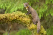 Der Baummarder ist klein, wendig und elegant. Das smarte Säugetier ist der Top-Jäger im schottischen Wald.
