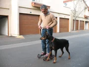Der einjährige Dobermann-Mischling ist aggressiv und angriffslustig. Kann Hundeflüsterer Cesar Millan den Hund zur Vernunft bringen?