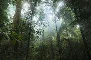 jungle, forest, trees, green, nature, tropical, foliage, environment, lush, wild, rainforest, exotic, flora, growth, sunlight, rays ,