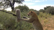 Der Leopard jagt das Mikrofon.
