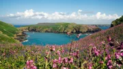 Die walisische Küste schmückt sich im Frühling mit einer fantastischen Blütenpracht.