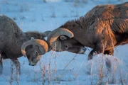 two bighorn sheep rams battling during mating season on snow covered prairie;