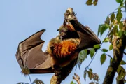 A colony of Flying foxes in the Australian Bush. Spring 2019;