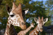 Die Giraffenbullen-Gruppe mit Max, Mugambi und Abasi im Zoo Berlin.