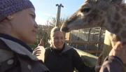 Tierärztin Claudia Kaiser und Kim Schoeman füttern Giraffenkind Ajane.