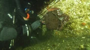 Kaum jemand kommt den Pazifischen Riesenkraken so nahe wie Meeresbiologe und Unterwasserkameramann Florian Graner.