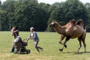 Eigentlich will es nur spielen. Ein Kamel ist aus dem Zoo ausgebrochen und erschreckt nun überraschte Spaziergänger im Park (Komparsen).