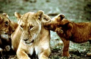 Den jungen Löwen droht nur wenig Gefahr, da ihre Mütter sie mühelos verteidigen können.
